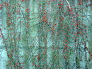rock cotoneaster ، Wall spray  ، Wall cotoneaster